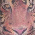 tatuaje Hombro Realista Tigre por Paul Egan Tattoo