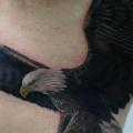 tatuaje Realista Lado Águila por Matt Jordan Tattoo