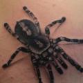 tatuaje Hombro Realista Araña por Freaky Colours