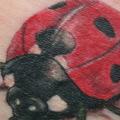 Ladybug tattoo by Kaeru Tattoo