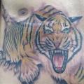 Realistic Tiger Belly tattoo by Amor De Madre
