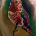 Schulter Realistische Vogel tattoo von Sile Sanda