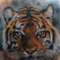 tatuaje Hombro Realista Tigre por Andres Acosta
