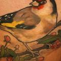 tatuaje Realista Pájaro por Kid Kros