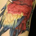 Schulter Realistische Papagei tattoo von Rock n Roll