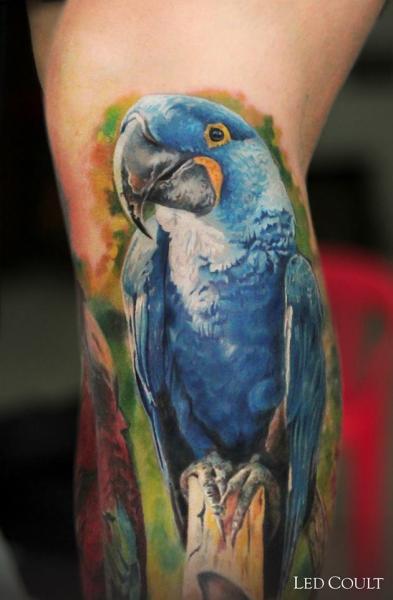 Arm Realistic Parrot Tattoo by Led Coult