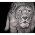 Realistic Hand Lion tattoo by Dr Woo