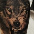 Arm Realistic Wolf tattoo by Tattoo Studio 73