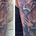 Realistic Tiger tattoo by Powerline Tattoo