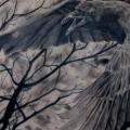 Realistic Back Crow Tree tattoo by Nikita Zarubin