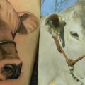 Arm Realistic Cow tattoo by 2nd Skin